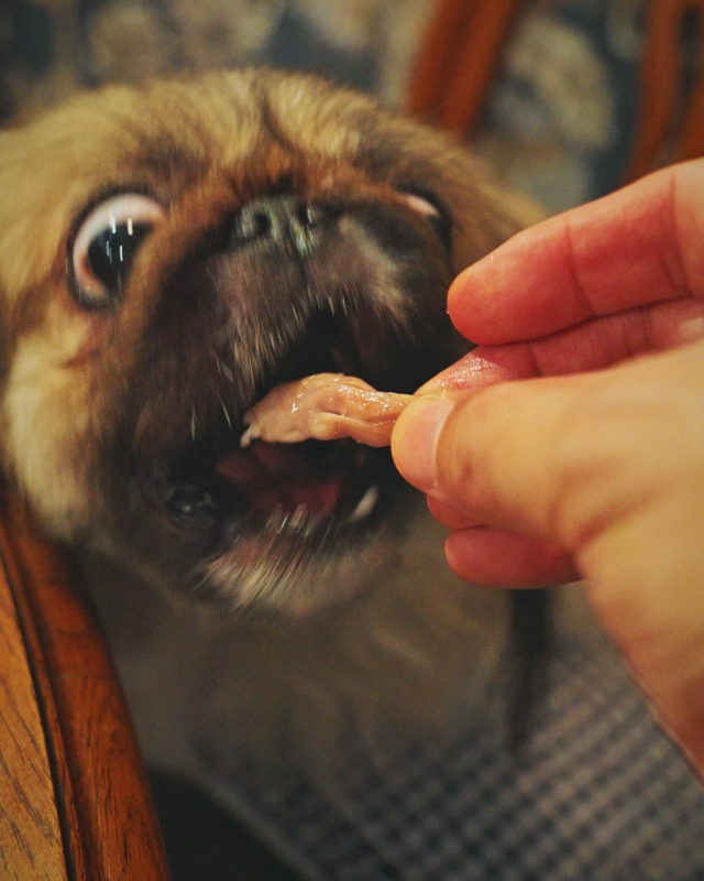 鶴舞公園近くに、マジでコスパ良すぎ＆ワンコOKな炭火焼鶏店『鶴舞炙鳥』がオープン！ランチもやってて最高だよ inucafe-repobu.com/article/tsurum…
