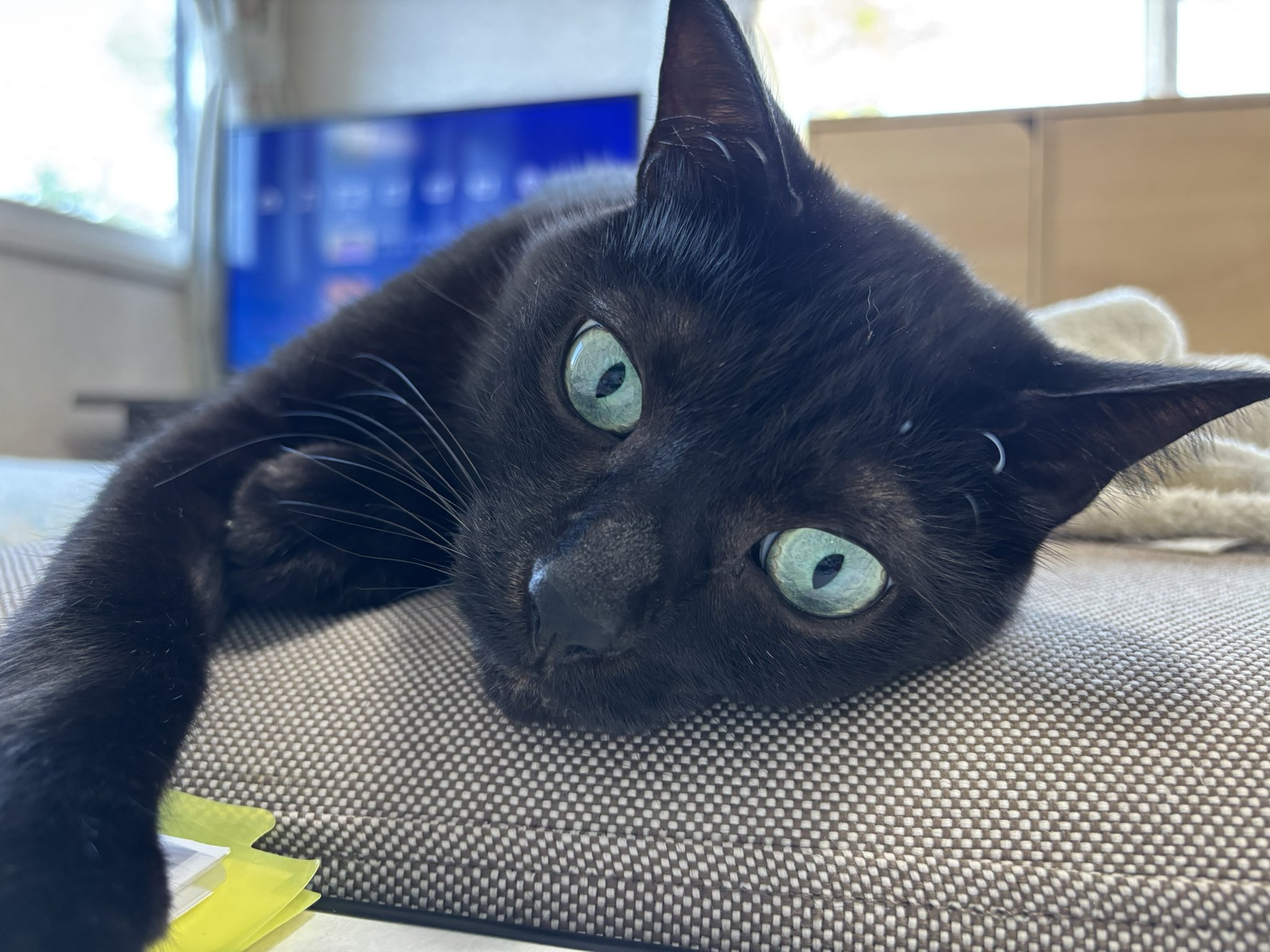 黒猫のわ〜る様 るう on X: 