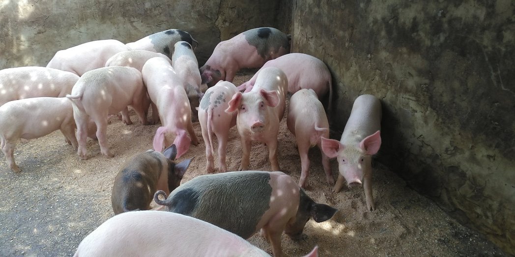 ViFarmsGh's tweet photo. @KafuiDey We produce high quality and affordable healthy lean pork. https://t.co/UDMaTJ3MLR