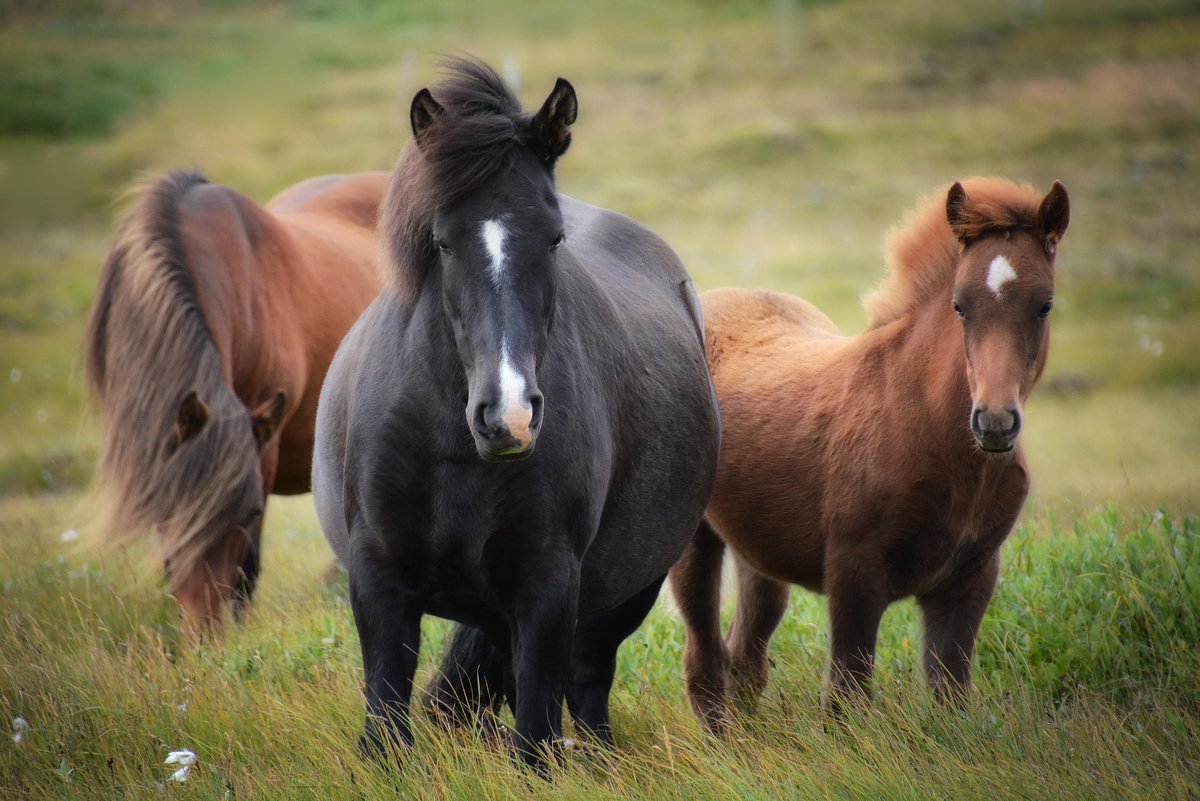 TyneRiversTrust's tweet image. Tyne Rivers Trust and @wearriverstrust are delighted to invite environmental and conservation professionals, such as agriculture and farm advisors, to learn more about sustainable equine management.
ow.ly/fHSI50WRJ6t
#riverstrust #rivertrusts #equiculture