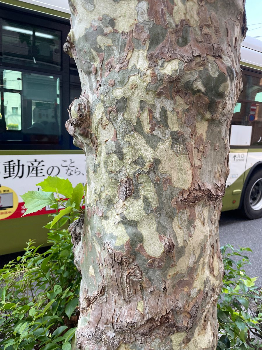 shimonthenoise's tweet photo. カモフラー樹 https://t.co/wuKt2HRczd