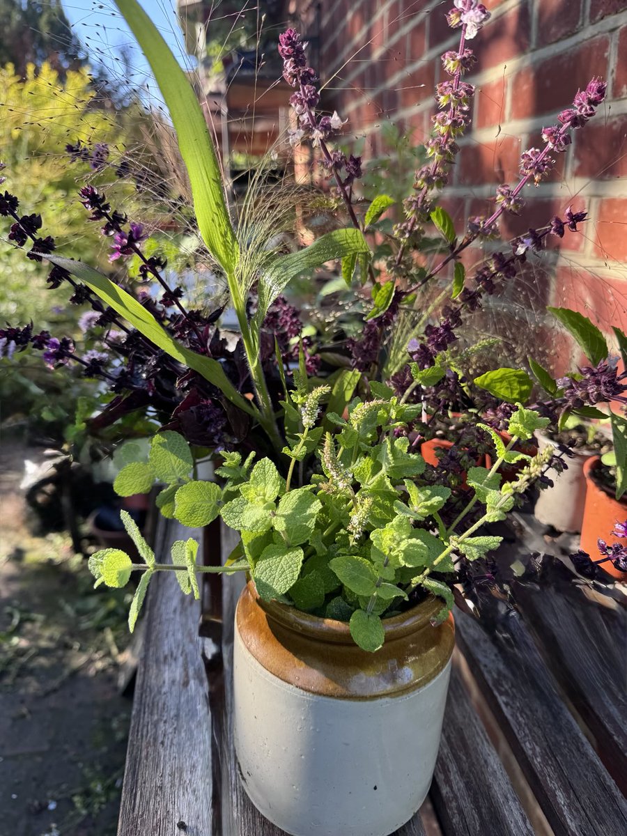 The first stems I’m cutting are mint, basil and panicum 🌱