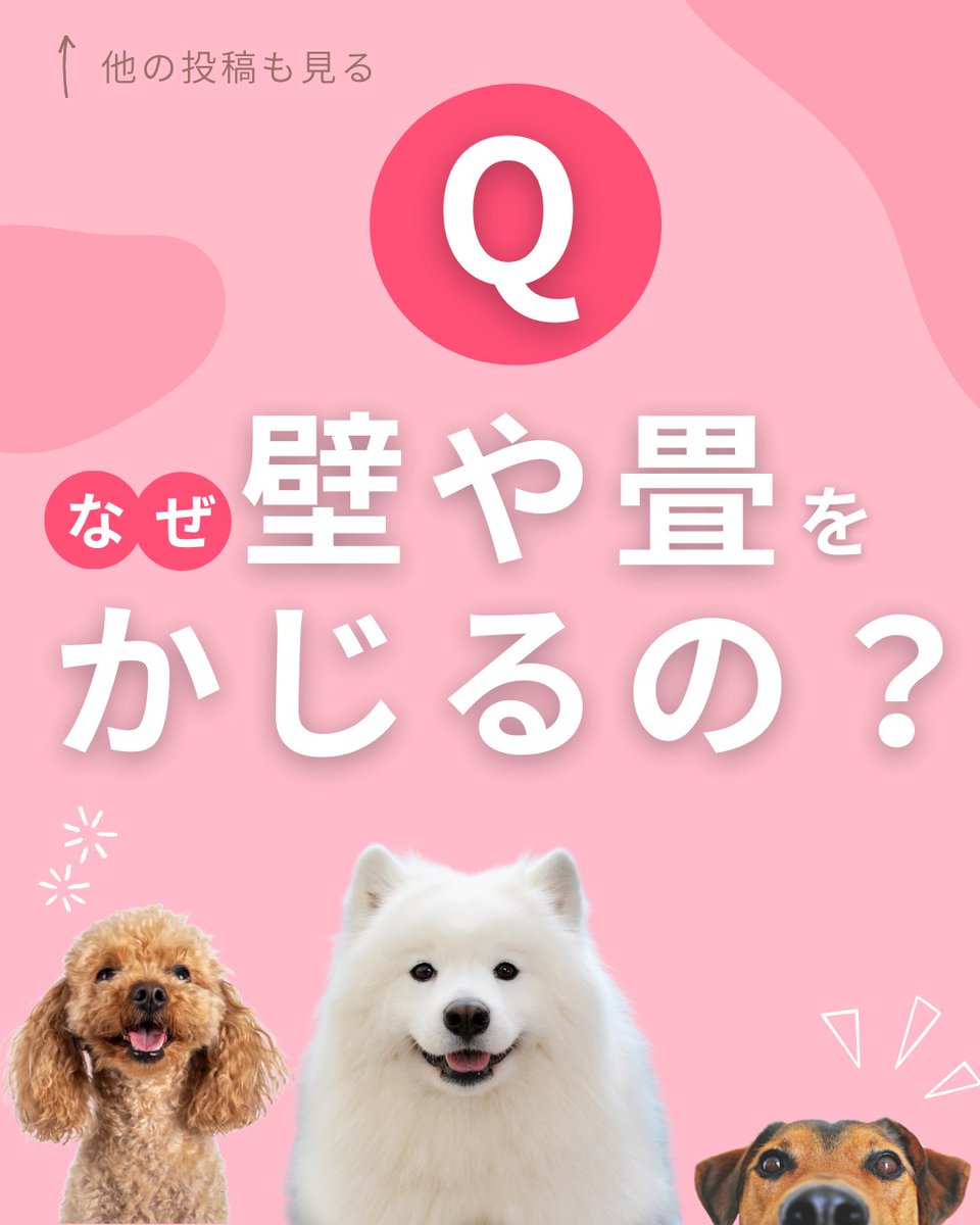 PetPilala's tweet photo. 🐾壁や畳をガジガジ…そんな「かじりグセ」、ありませんか？

実はそれ、歯のムズムズやストレスが原因かもしれません。
今回は、かじりグセの原因と対策をわかりやすくまとめました！
「うちの子も…」と思ったら、ぜひチェックしてみてください🐶
あなたの工夫や対処法も、よかったら教えてください https://t.co/lMPkw5XzYj