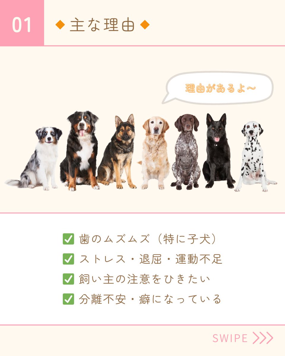 PetPilala's tweet photo. 🐾壁や畳をガジガジ…そんな「かじりグセ」、ありませんか？

実はそれ、歯のムズムズやストレスが原因かもしれません。
今回は、かじりグセの原因と対策をわかりやすくまとめました！
「うちの子も…」と思ったら、ぜひチェックしてみてください🐶
あなたの工夫や対処法も、よかったら教えてください https://t.co/lMPkw5XzYj