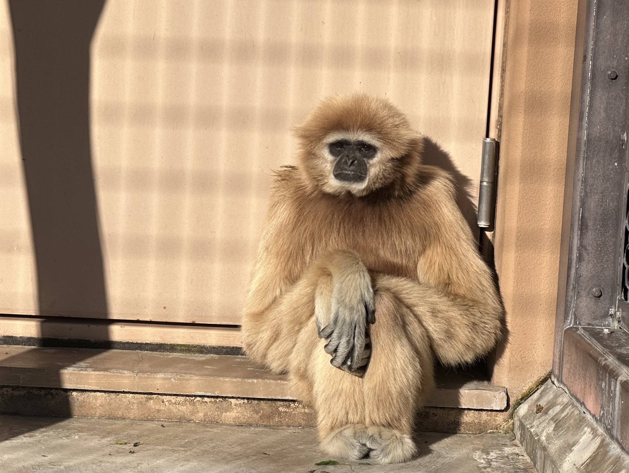 ときわ動物園（公式） on X: 