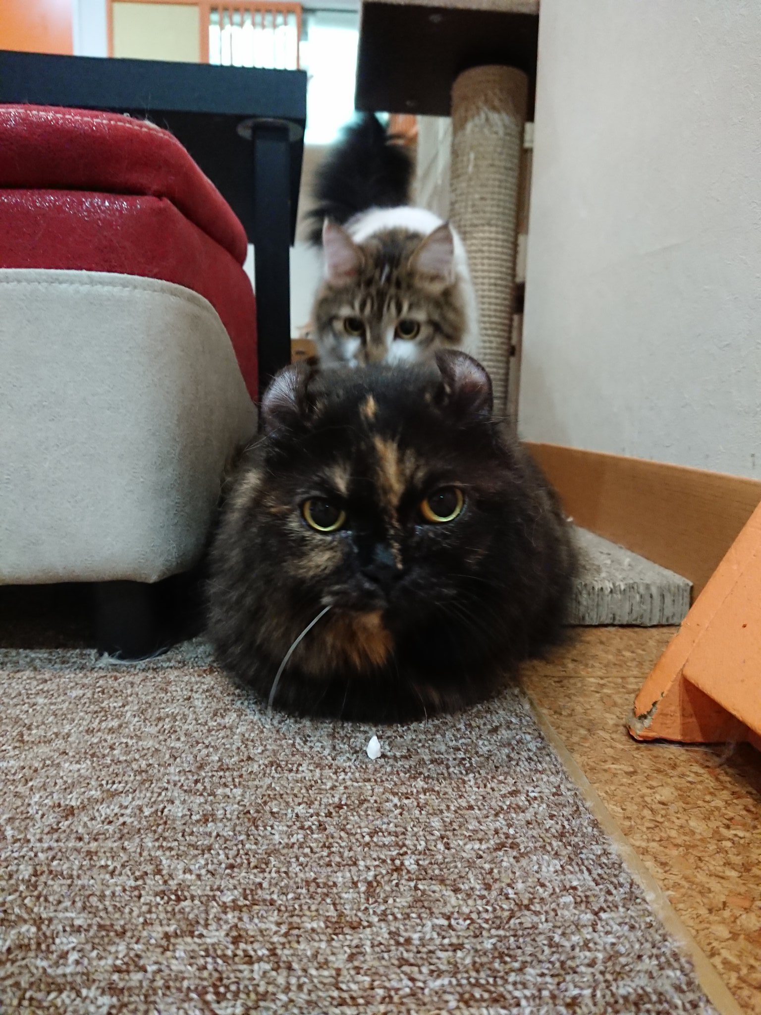 秋葉原の猫カフェ~ねこ・JaLaLa~ on X: 