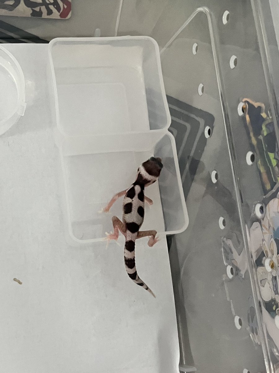 超爱哈气的小守宫