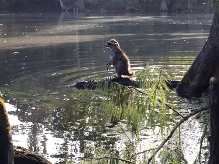 Raccoon spotted riding alligators across florida lake. Locals in Florida have alerted wildlife officials about an unusual sight: a raccoon that has been seen riding alligators to cross a lake.