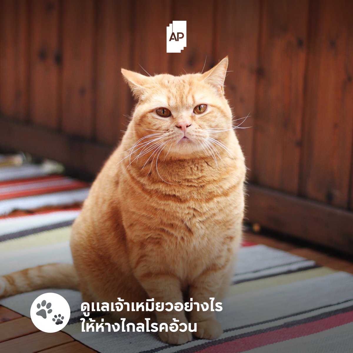 เทคนิคถ่ายรูปน้องแมว น้องหมาให้น่ารัก, image size:1200x1200