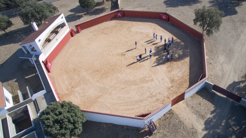 🐂✨ Vive la magia del #ToroBravo en la dehesa del Campo Charro.
La Ganadería El Pilar te invita a un tour único entre vacas, becerros y toros de lidia, en plena naturaleza.
Una experiencia inolvidable para sentir de cerca su fuerza y belleza. 🌿
👉 ¿Te animas?  #CampoCharro