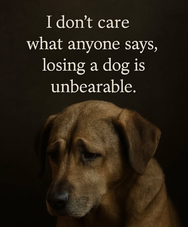 DogLovers03's tweet image. 
