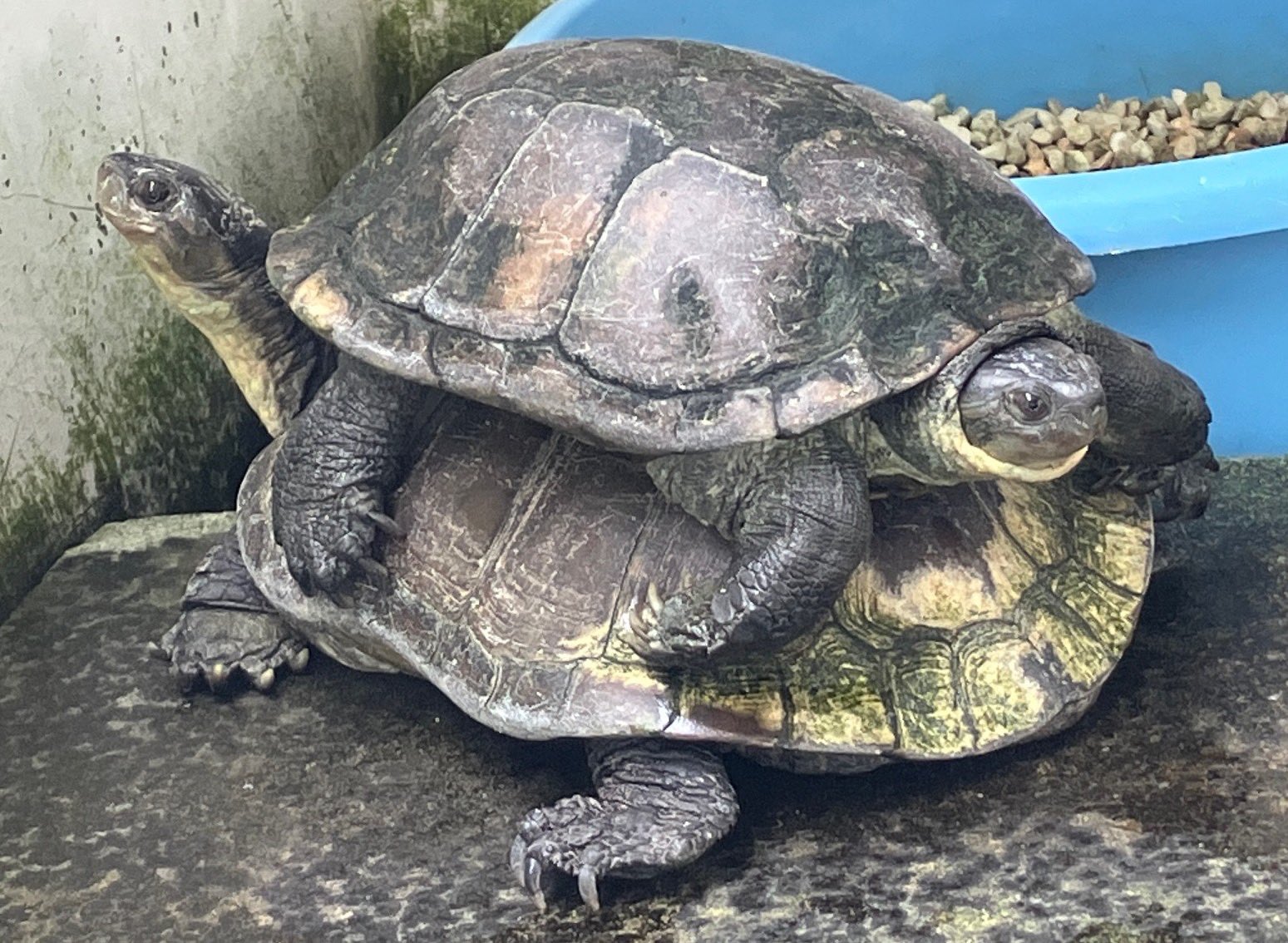 むろと廃校水族館★ブリ★サバ★サメ★キンメ★クジラ×2★いるか×2★チンアナゴ むろと廃校水族館☆ブリ☆サバ☆サメ☆キンメ☆クジラ×2☆