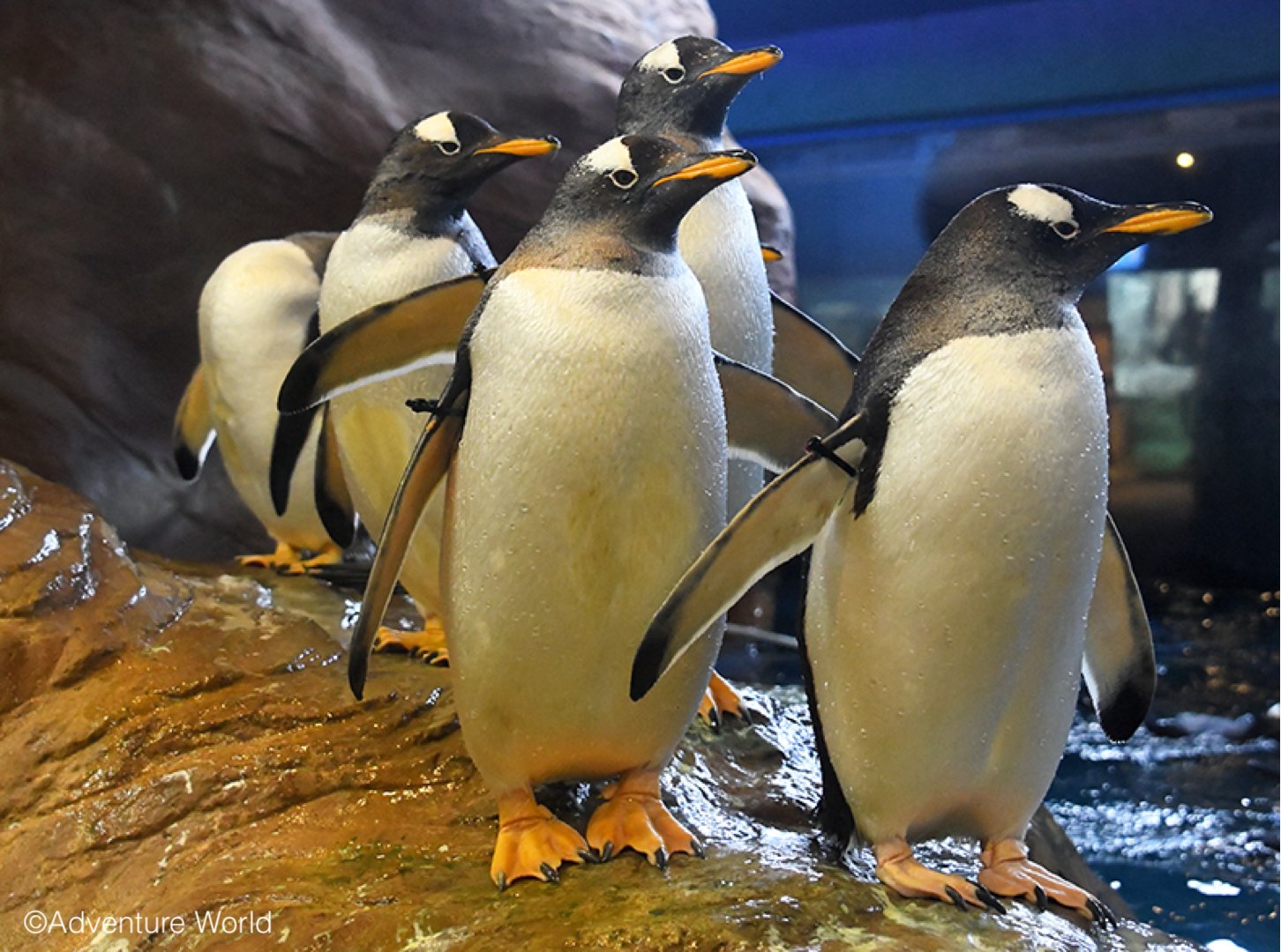 アドベンチャーワールド 公式 on X: 