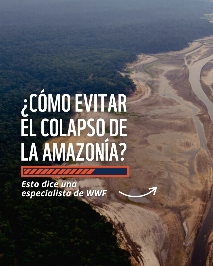 🌍 Hoy es el #DíaDeLaAmazonía

El mayor bosque tropical del planeta está al borde de un punto de no retorno🌳

Que pondría en riesgo el clima global y millones de vidas😷