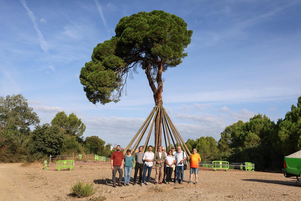 L’alcalde <a href="/josepmvalles/">Josep Maria Vallès</a> visita el Pi d’en Xandri amb l'equip tècnic per seguir la seva evolució 

🌲L’arquitectura horitzontal, l’augment de pes i l’estrès hídric, possibles causes del trencament de la branca 

✂️Consulta les intervencions per protegir-lo premsa.santcugat.cat/ajuntament/lar…