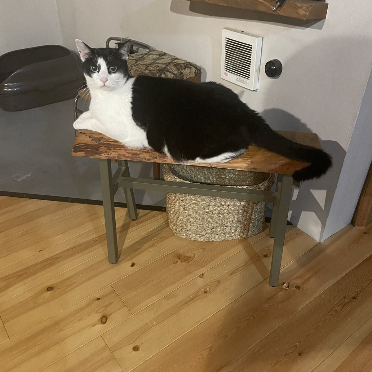 らいおん丸 らいおん丸 (@lionmaru_046) / Posts / X