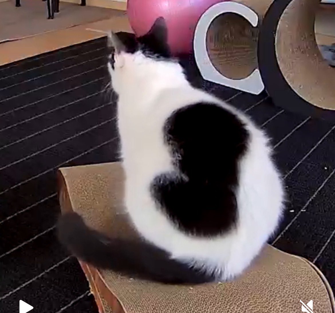 privateeye_pet's tweet image. 【迷子猫探してます‼️】

島尻郡八重瀬町世名城にて

9月2日から行方不明になりました💦

目撃した方はリプライやDMをいただけますと幸いです🙇‍♂️

名前：ベン
性別：オス（去勢済）
年齢：7-8歳
体重：約6キロ
特徴：白黒ハチワレ
　　　サクラ耳
　　　背中に黒のハート模様
#迷子猫 #猫 #迷い猫…