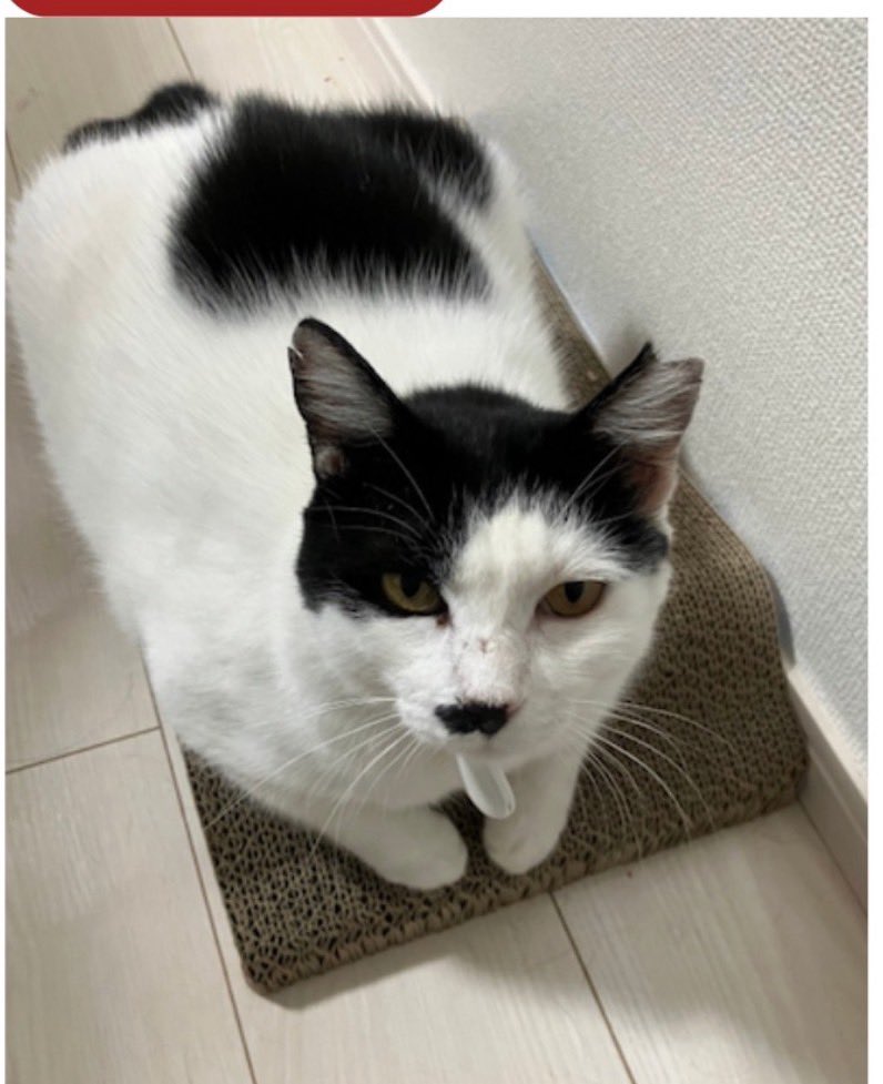 privateeye_pet's tweet image. 【迷子猫探してます‼️】

島尻郡八重瀬町世名城にて

9月2日から行方不明になりました💦

目撃した方はリプライやDMをいただけますと幸いです🙇‍♂️

名前：ベン
性別：オス（去勢済）
年齢：7-8歳
体重：約6キロ
特徴：白黒ハチワレ
　　　サクラ耳
　　　背中に黒のハート模様
#迷子猫 #猫 #迷い猫…