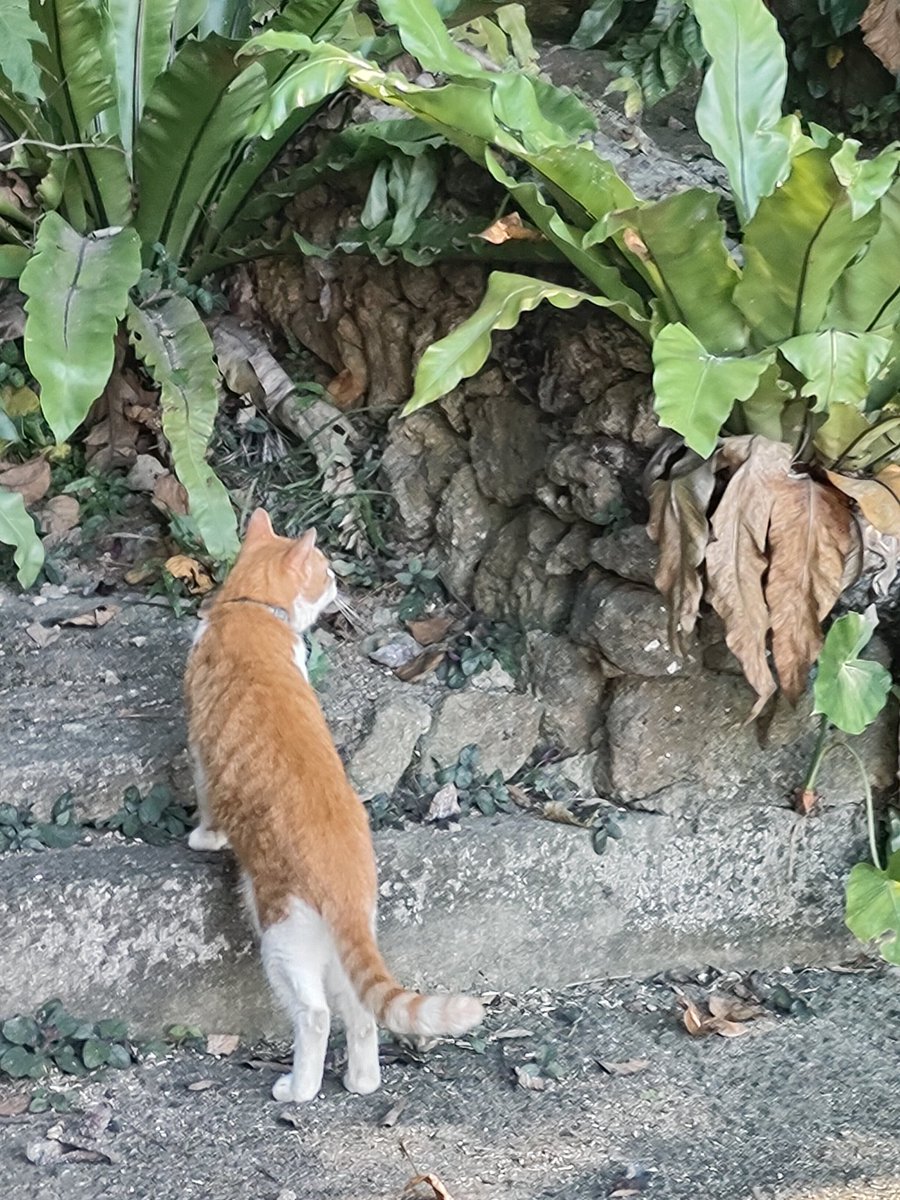Rohne_'s tweet photo. ^. .^ ੭ジュース屋さんのねこ。
#ねこ https://t.co/f1nBdITQ5F