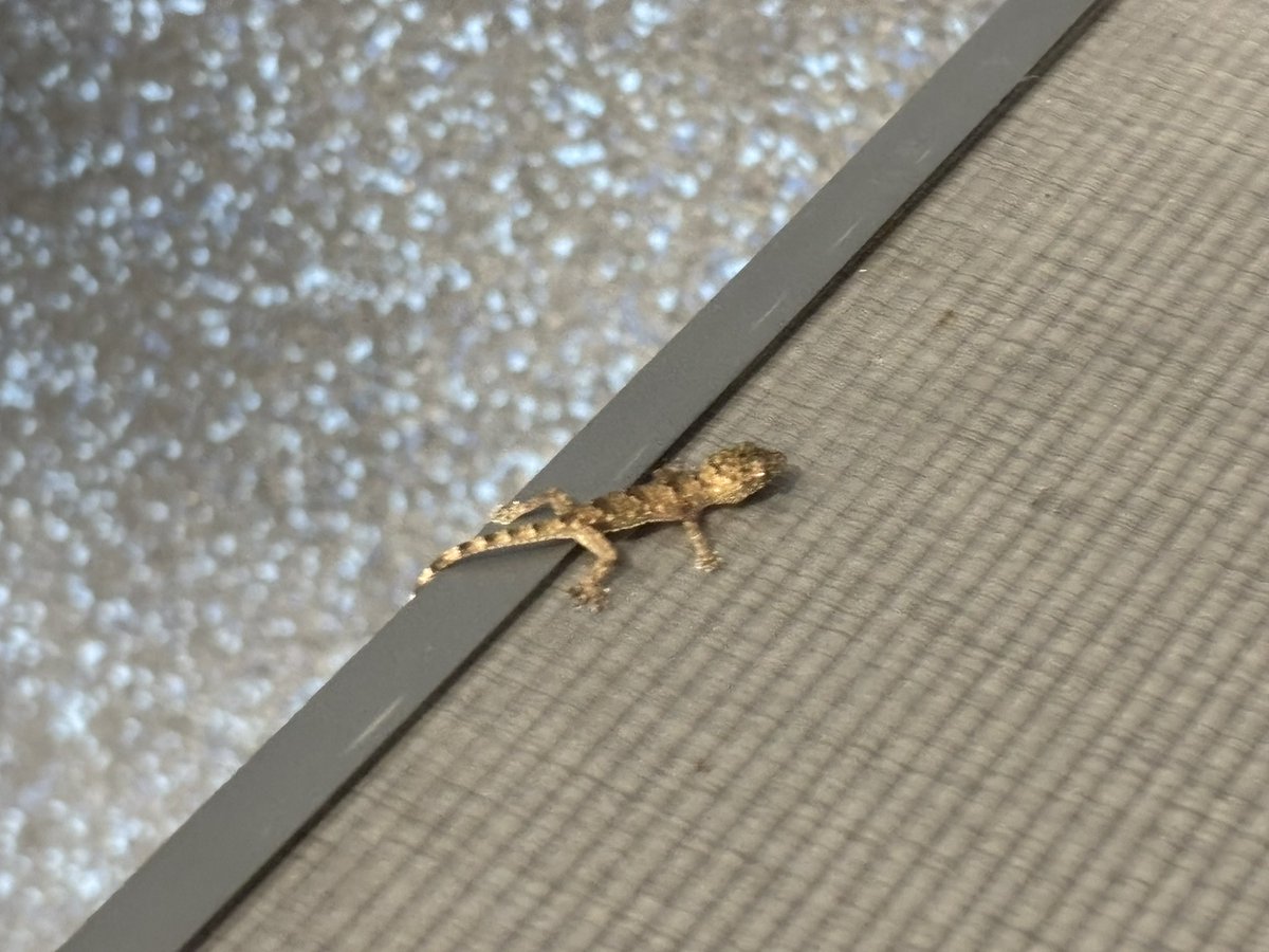 DarthJML's tweet image. You think he will spot me?

Followed me to the gym 😂