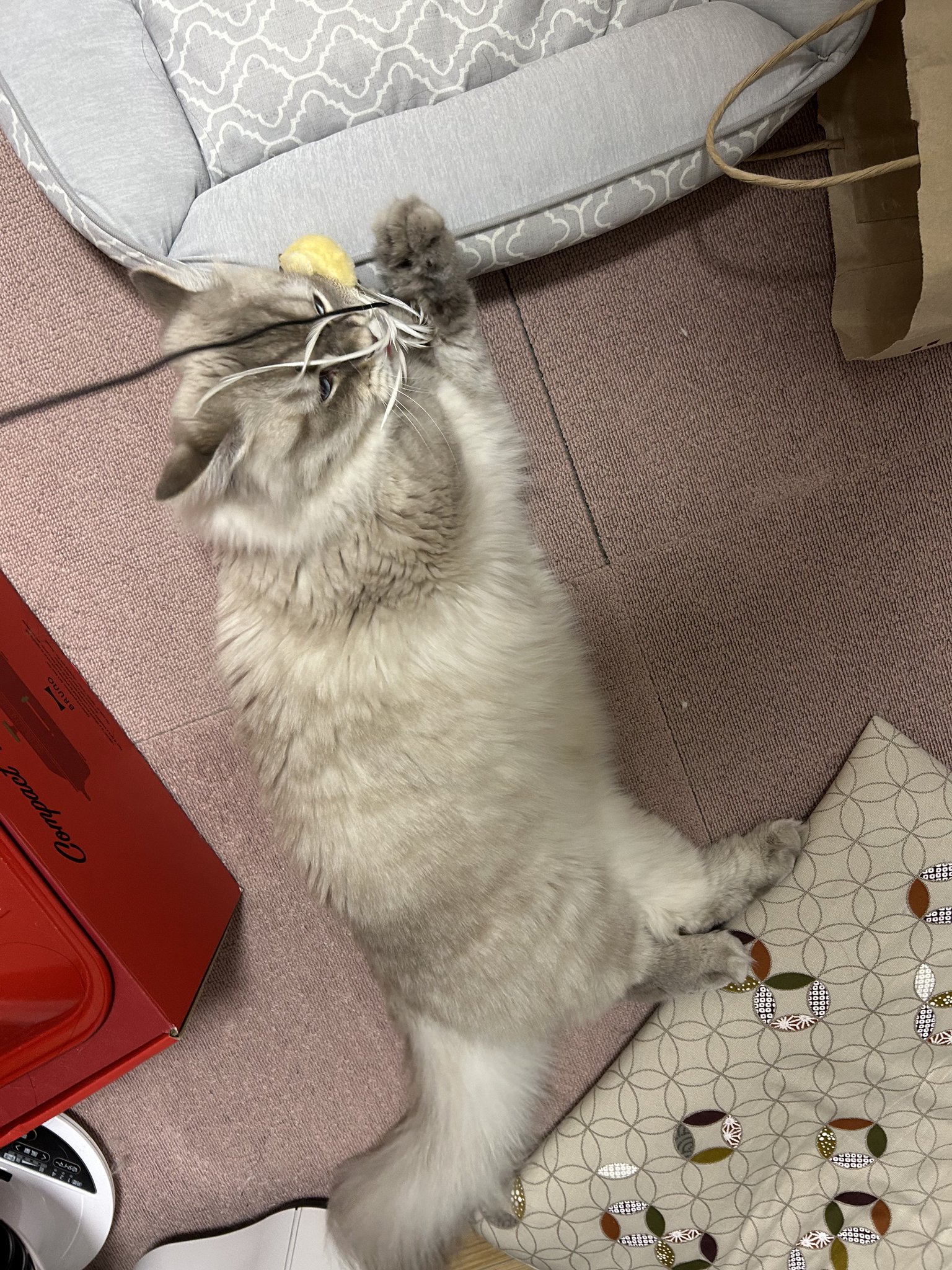 ねこまる^._.^即購入OK ✽ まきまる ✽ on X: 