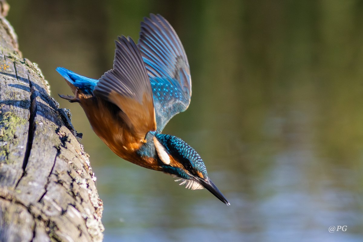 Po rybkę! Powiem Wam, że dzisiaj rano miałem niesamowite chwile z Szafirkiem, a nawet dwoma!!!😆. Będzie wstawiane.