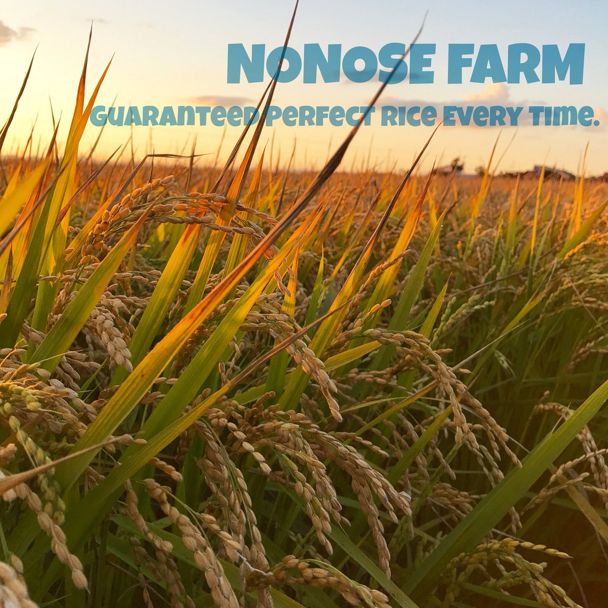 nonosefarm's tweet photo. いよいよ明日から、令和7年産ののせ米の刈り取りがスタートします🌾

新米リリースは今月末予定となります🌾

#東神楽
#東神楽町
#農家
#ののせファーム
#アメカジファーマー
#通販 https://t.co/LZsnopm7tJ