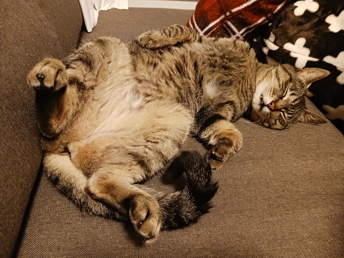 uchinonucco's tweet photo. ﾊﾟｯｶｰｰｰﾝ
ver. ｽﾔｧ

#猫好きさんと繋がりたい https://t.co/TUgD3XuSW9