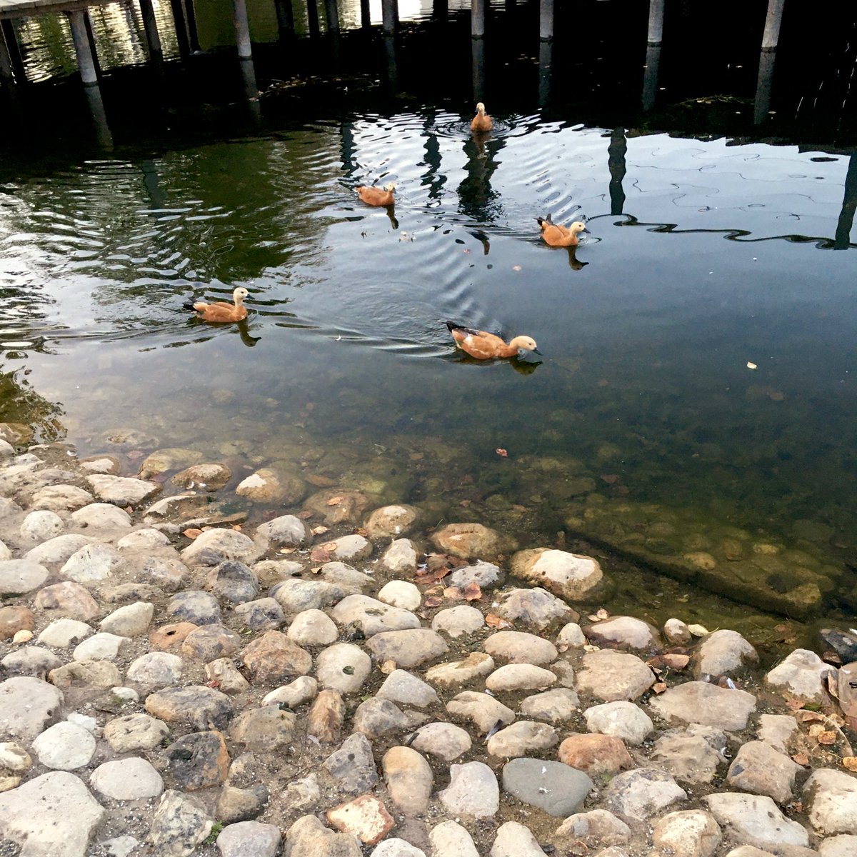 Вечерние уточки