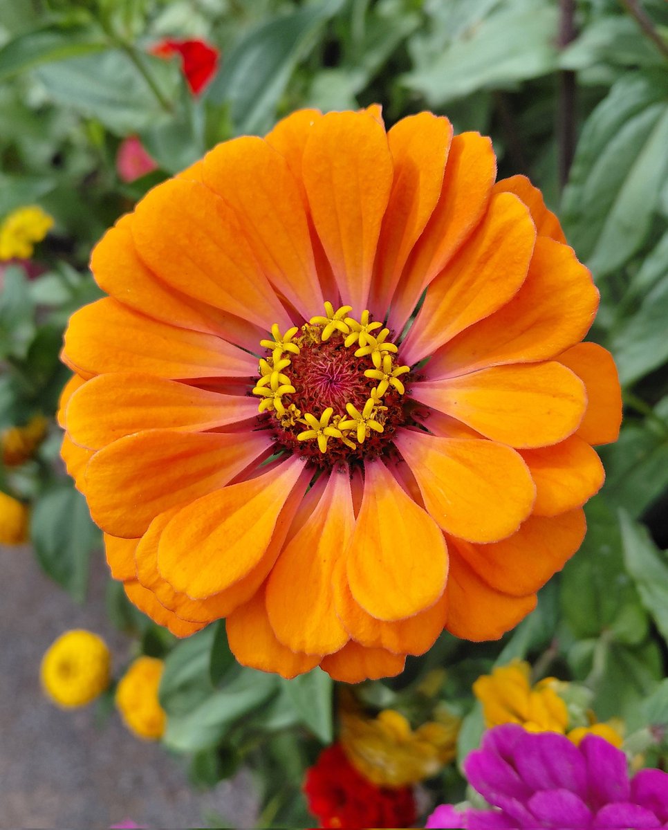 🌱WellyWonder tweet media