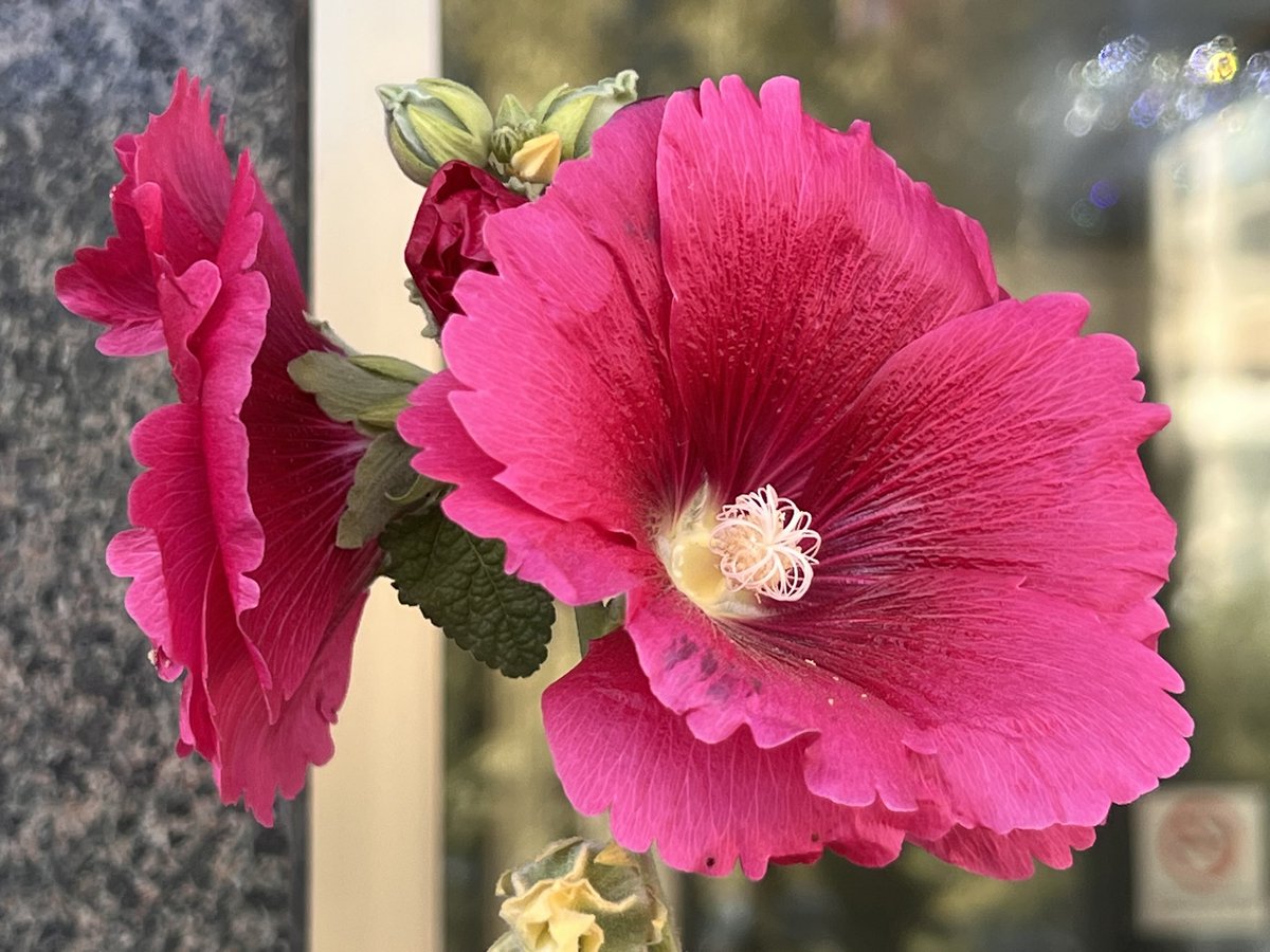 Дэлбээ нь дэлгэрч дуусаагүй байна даг…