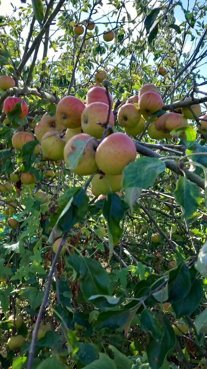 We inherited this tree with the plot. Any apple experts an idea what they are?
Secondly, what do I do with them all?