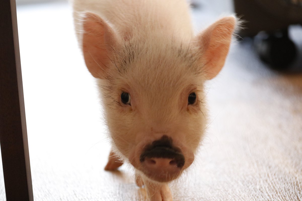 ＼今日は、何の日？／ 
本日9/5は、障がい者グループホーム「レイモンドハウスI 」で暮らすマイクロブタのねじ君が、初めて当施設にやって来た日です🐷🏠👏

初めは緊張していたねじ君も、今ではすっかりみんなのなごみ系アイドルに！

ねじ君のかわいい赤ちゃん時代の写真を、ぜひご覧ください☺️