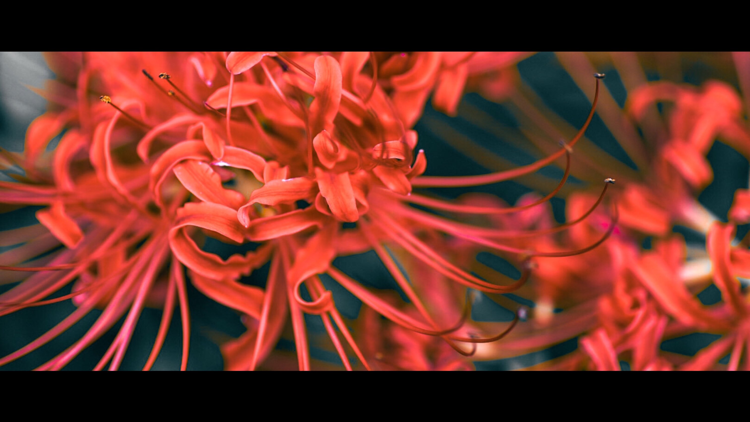 狐火様♡ありがとうございます♡ Highlights by 狐宵 メリィ 【AZ-ON】 (@meriy_AZ) / X