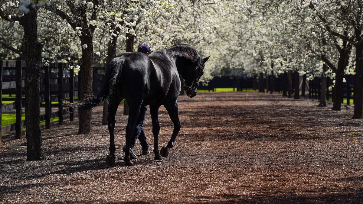 TomMagnier's tweet photo. Wootton Bassett lead by David Nagle surrounded by Spring Blossom in the Hunter Valley @CoolmoreAus https://t.co/dx4bZloowr