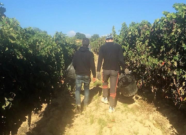 🍇Ruina total: estas vendimias la ecuación no sale. El coste de producción en esta campaña asciende a 3.500 euros por hectárea, como consecuencia de los tratamientos para combatir las plagas, mientras que los ingresos rondarán los 2.400 euros por hectárea.