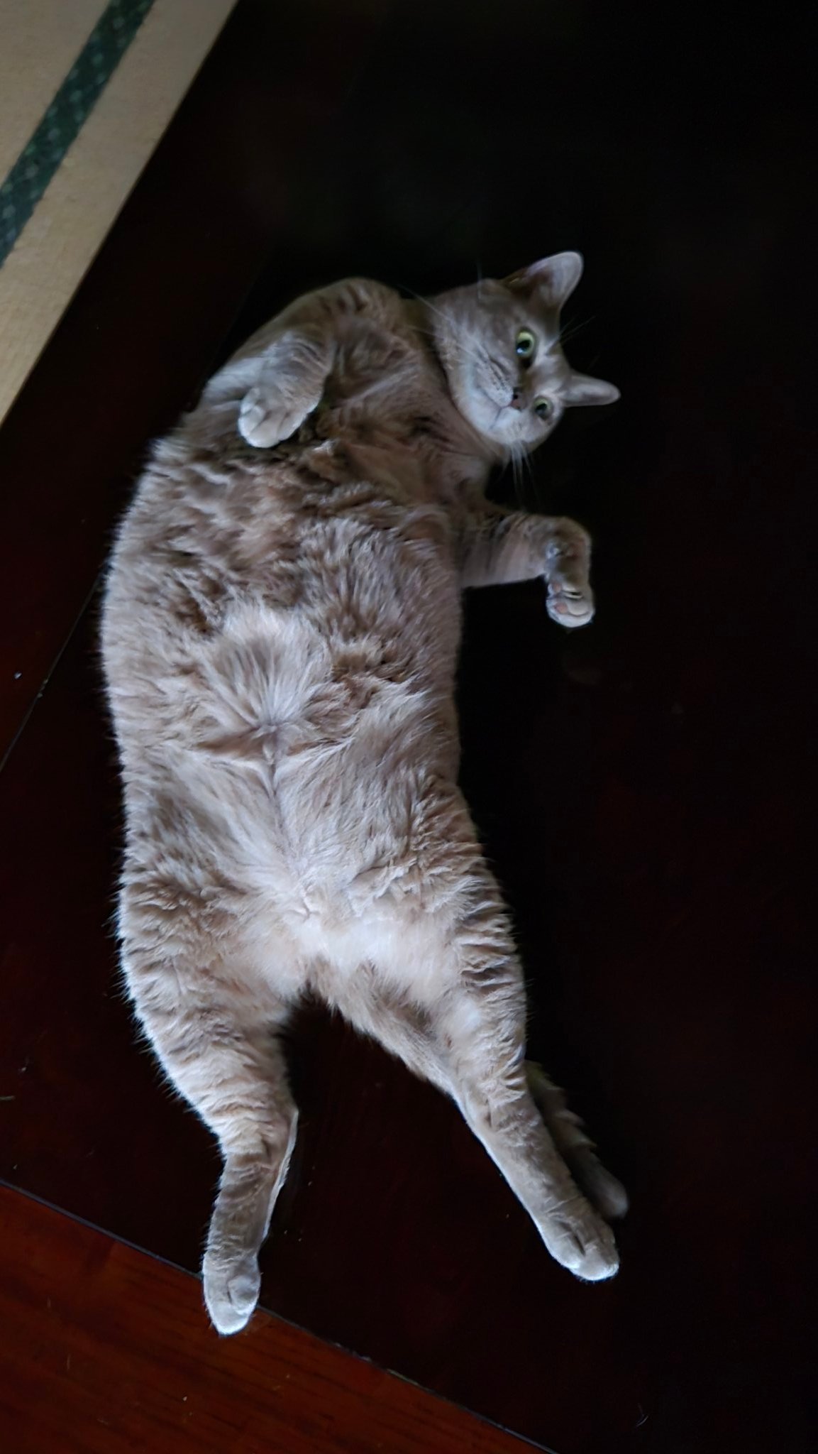 らうねこ LivHeart 抱き枕 ぬいぐるみ 抱きまくら 猫 ねこ ふわふわ ねこ