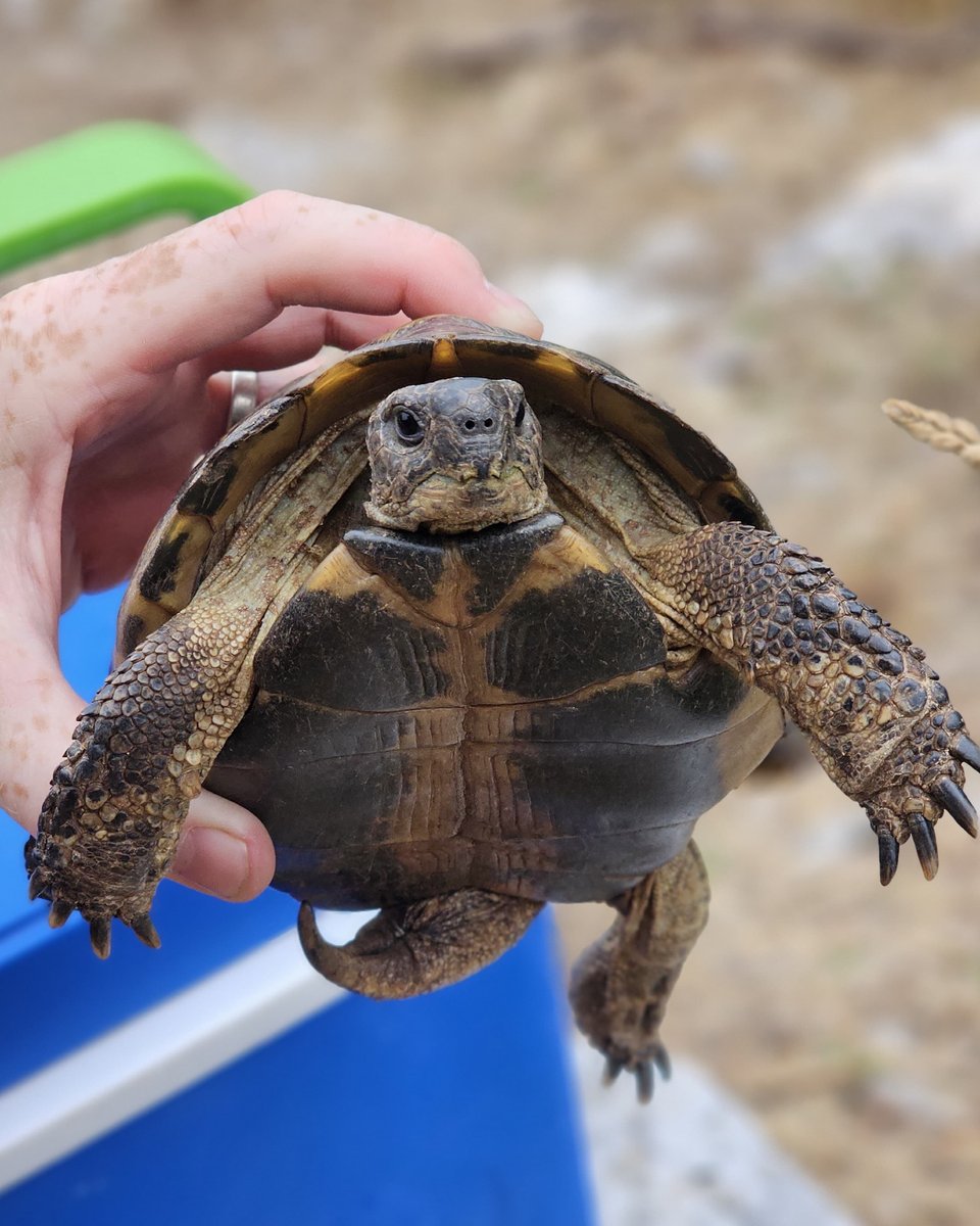 Montenegro never fails to surprise us. 🌿

Just last week our villa guests had some amazing wildlife encounters — from Dalmatians pelicans around Lake Skadar to Praying Mantis.

That’s the beauty of being here: nature is always close by, and every day brings a new adventure.