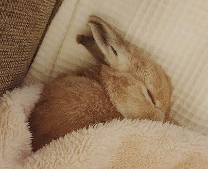 Bunnies's tweet image. 