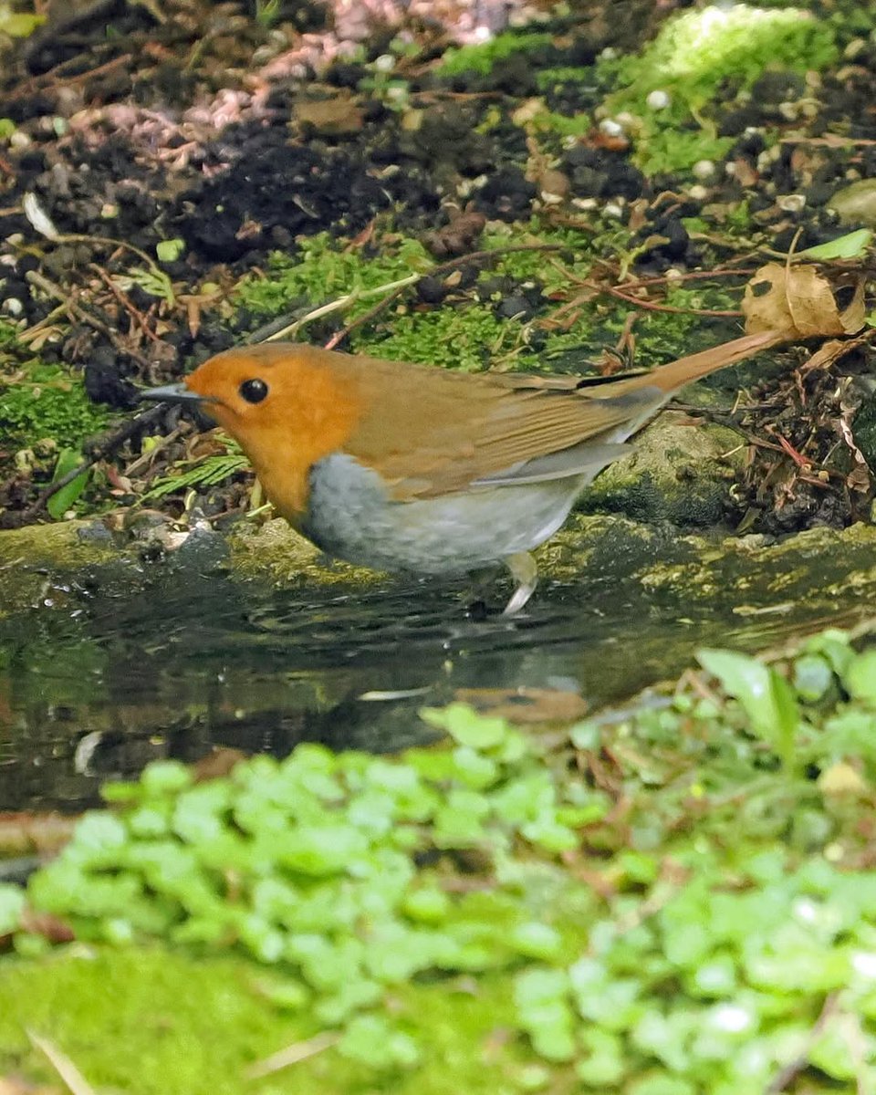 r_rena_r's tweet image. 先日撮影した野鳥の写真です📸🌿 これが私が見つけた小さな鳥、名前は「ウグイス」かなと思います🐦🍃

自然の中で出会える瞬間が本当に貴重で、カメラを持っていて良かったなと感じました✨次回ももっと素敵な瞬間を撮影できたら嬉しいです😊💕