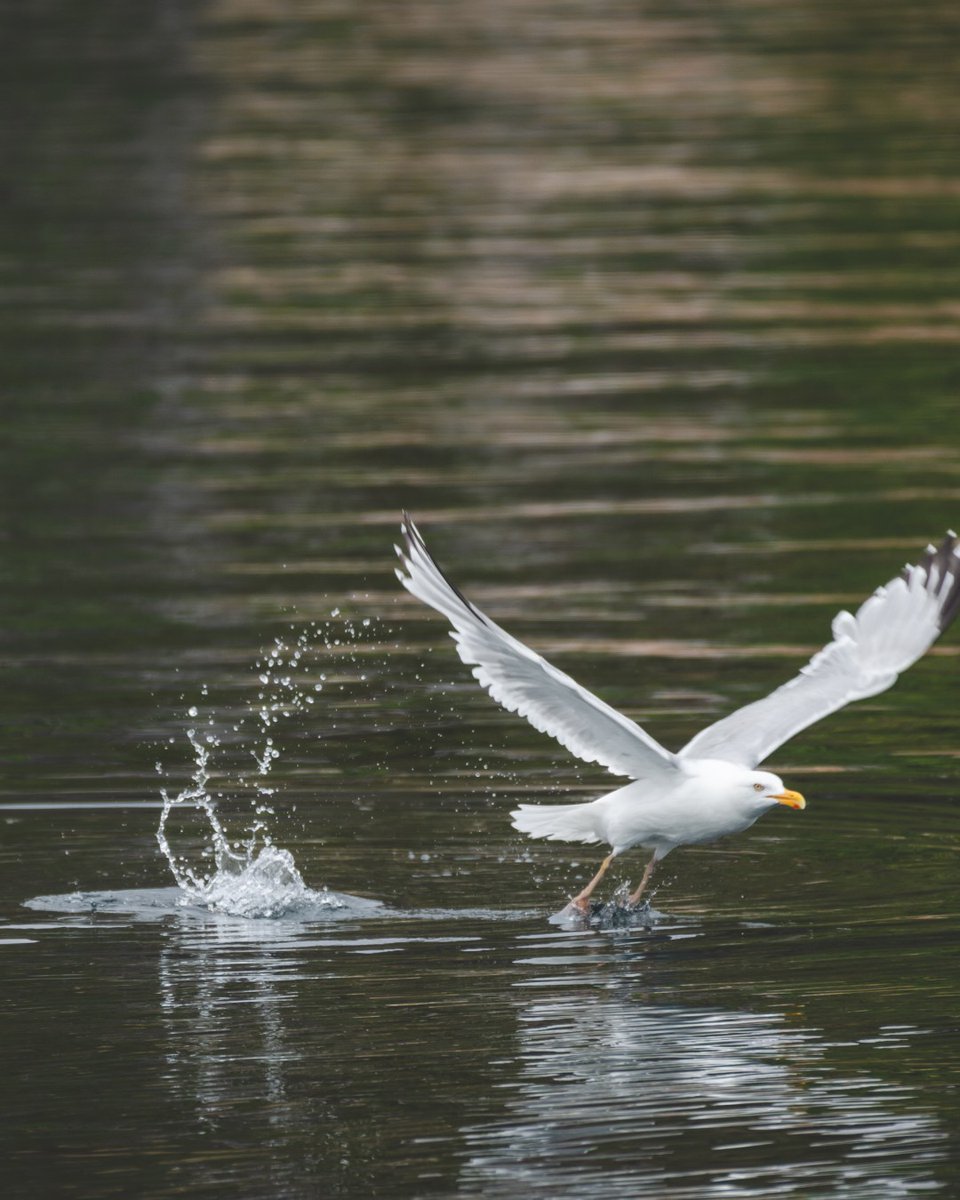A harbour was so alive this summer, even the gulls don’t want to leave.

#BattleHarbour #NLTourism #ExploreNL #ExploreLabrador