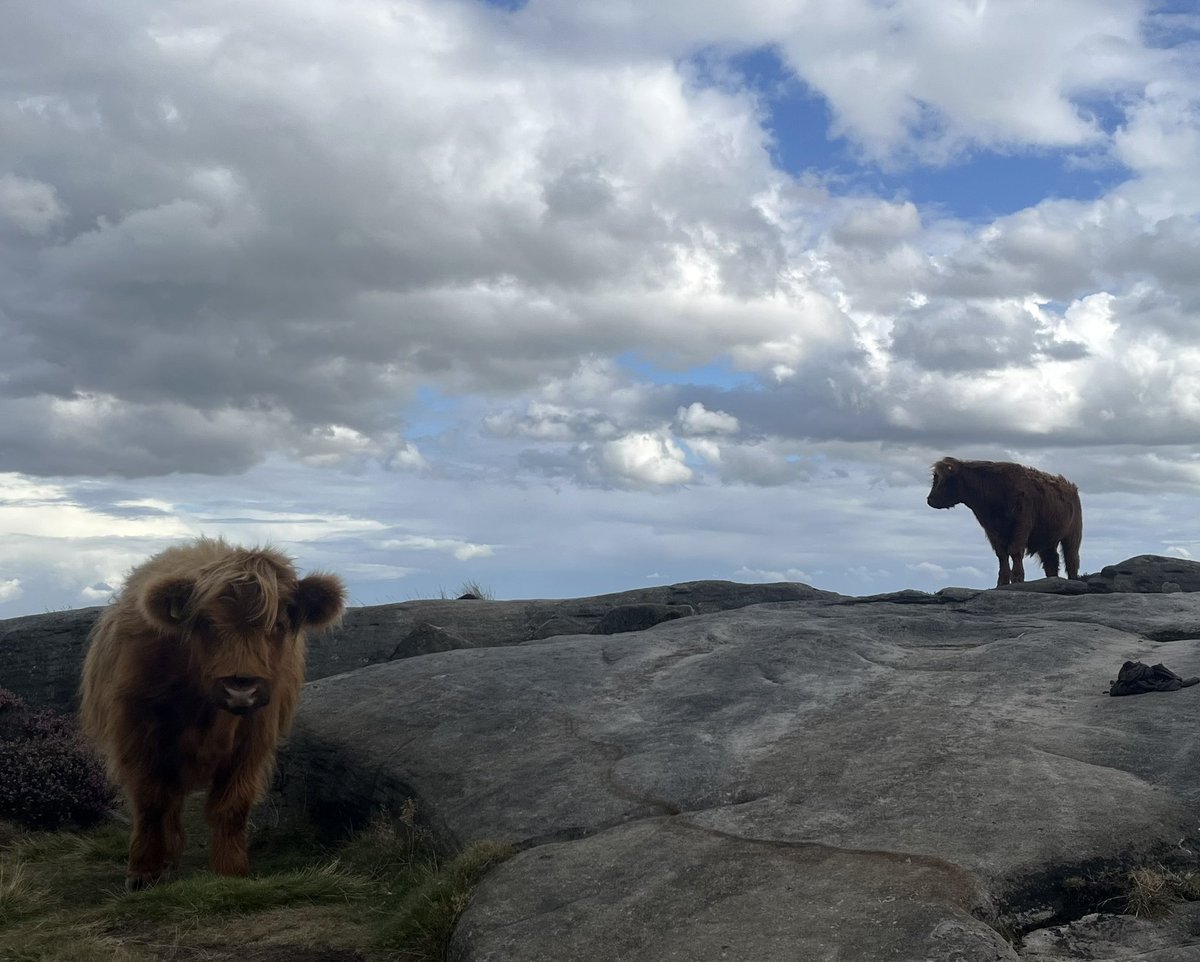 baslowbolt tweet media