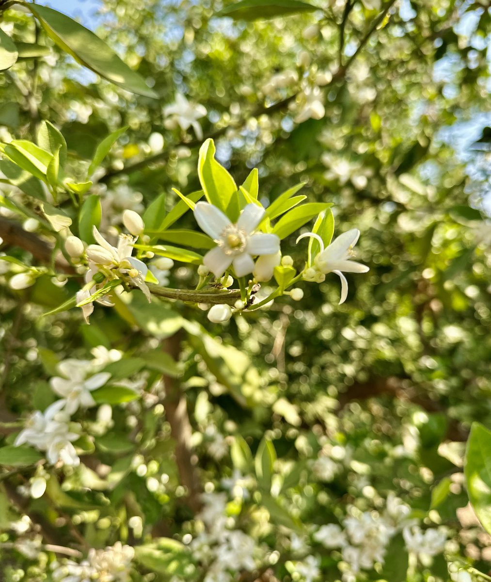 Schoonbee Landgoed tweet media