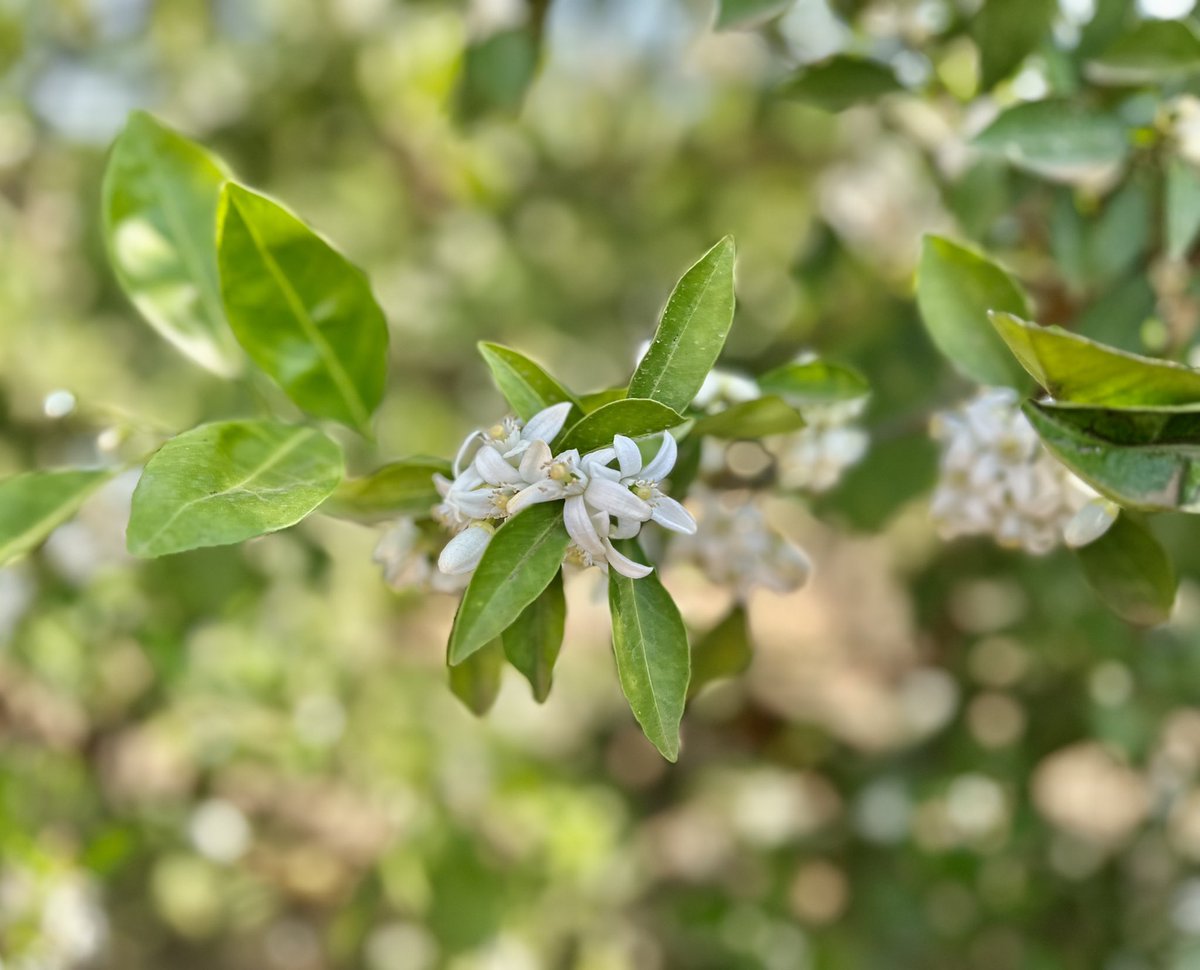 Schoonbee Landgoed tweet media