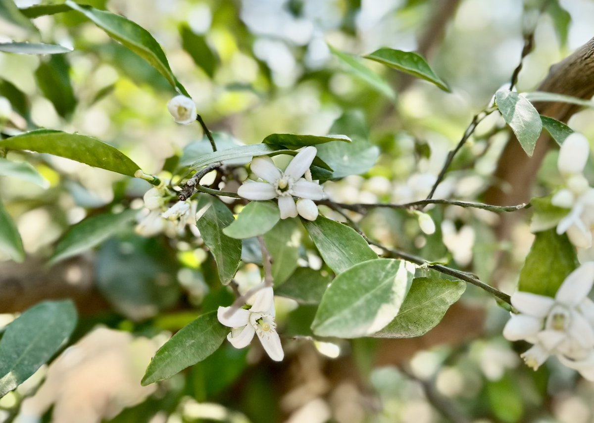 Schoonbee Landgoed tweet media