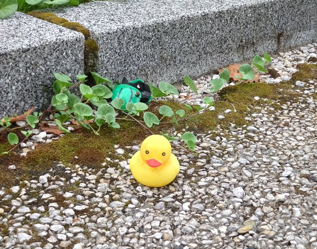 風が心地いいので今日も散歩🚶‍♀️帰りにトラップ🍺に…😁途中落し物のアヒルちゃん❗️