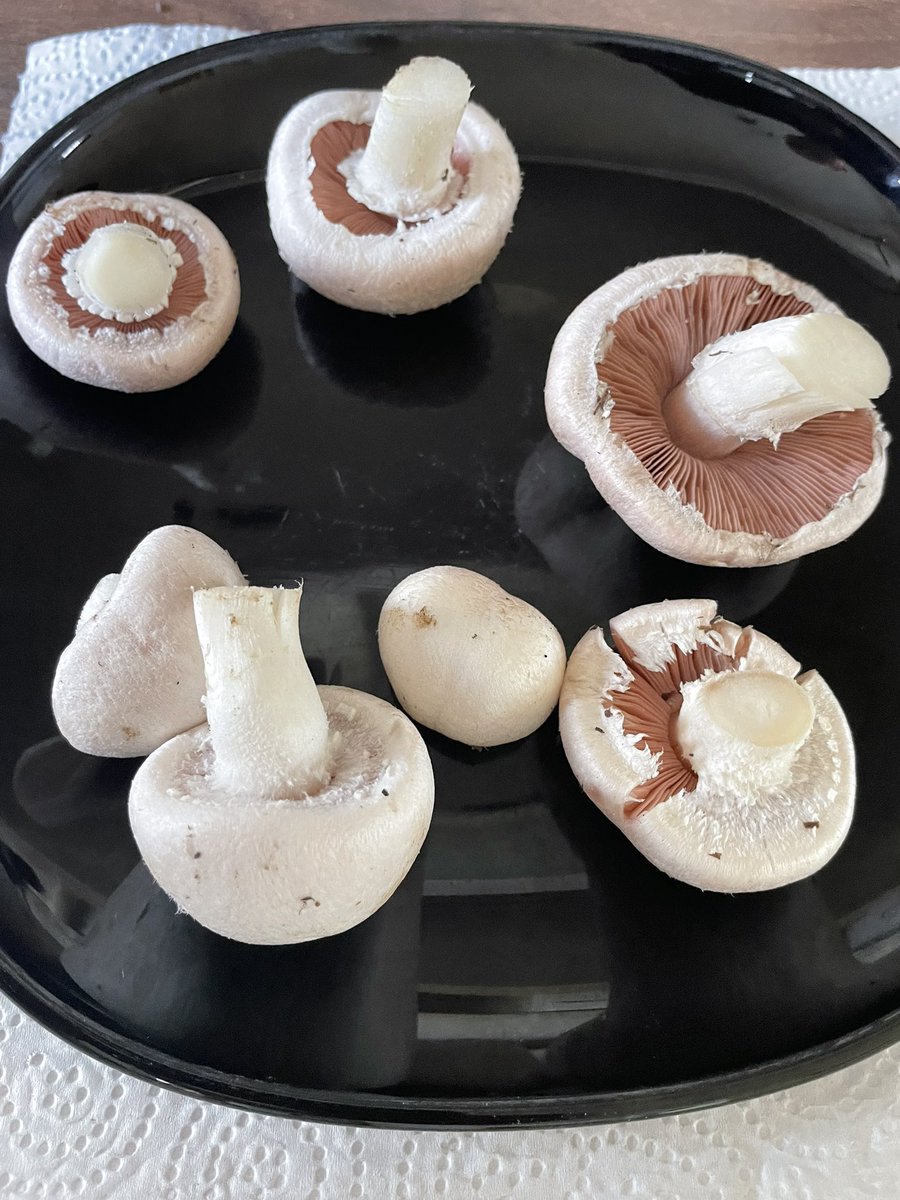 GrampsPlot's tweet photo. I knew it would be a good season for mushrooms!
Agaricus campestris, picked just now - closely related to the ordinary mushrooms in the shops, but a superior delicate taste and of course free!
#mushrooms #foraging https://t.co/Tf1Y8qAXoI