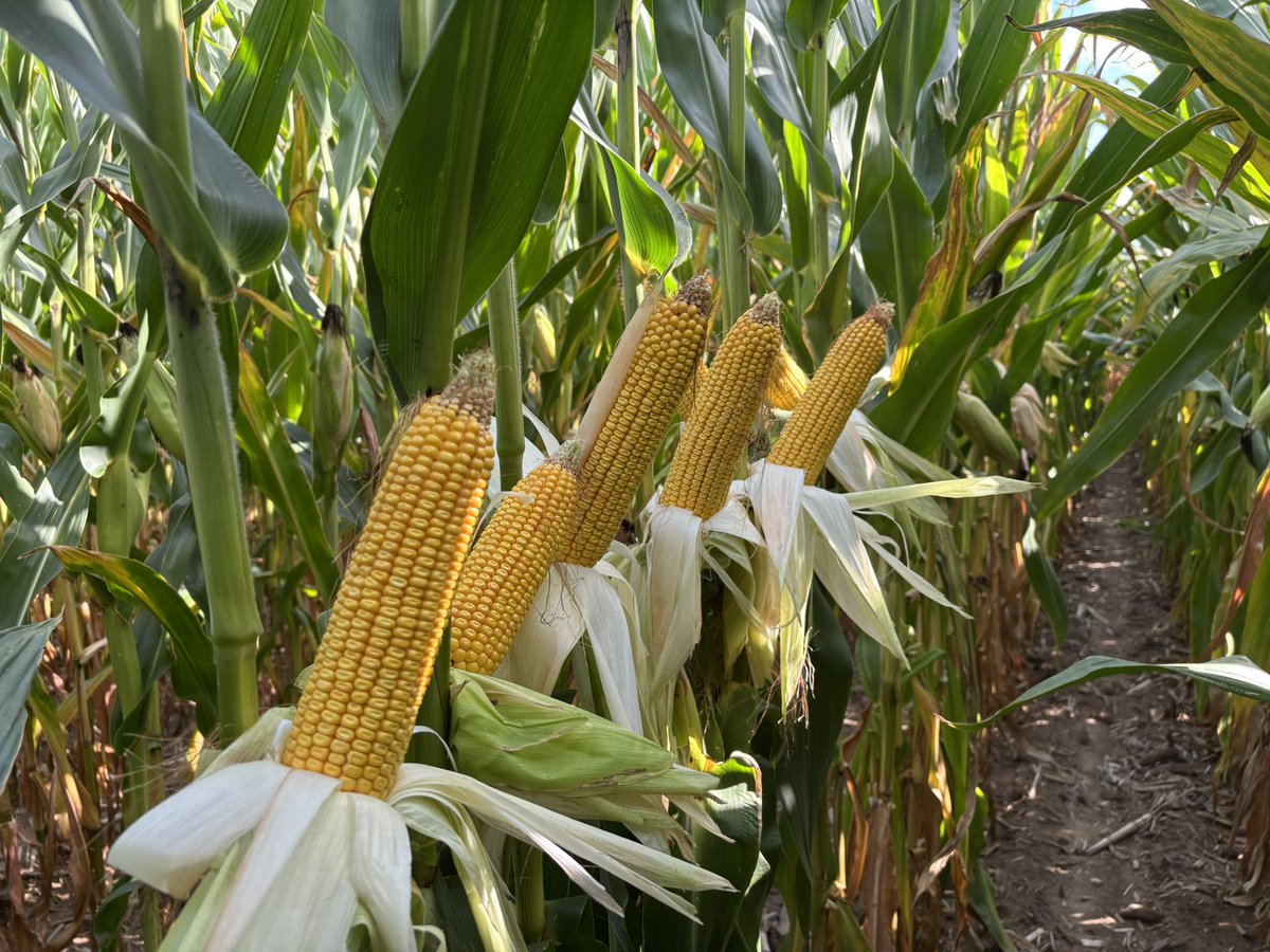 HeasleySeeds's tweet photo. Happy Flex Friday! Check out this dry land A642-32 VT2 in Allegan County! For more information visit:  https://t.co/O3LmLfm6iK #HeasleySeeds #AgriGold https://t.co/KNGmTHj3K0