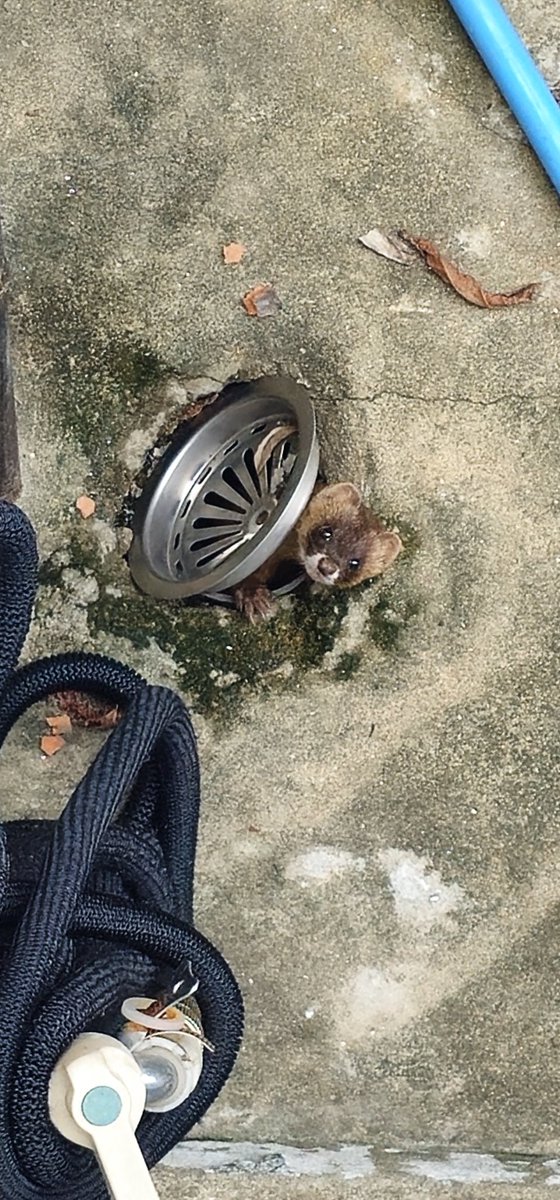 님들아 내방 하수구에서 족제비? 나옴? 
거 그 
이것도 집사 간택인가요?