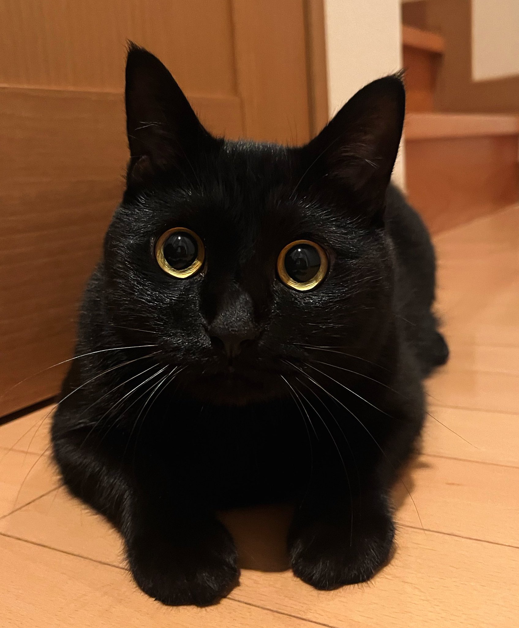 さつき on X: 